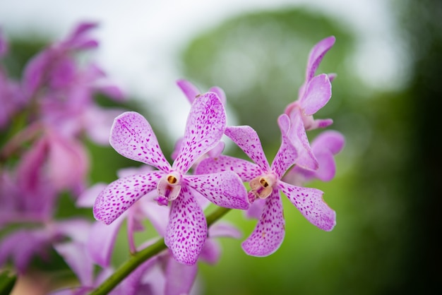 Cierre de hermosas orquídeas tailandesas.