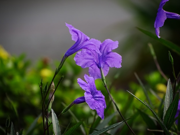 Cierre hermoso encima de la foto de la flor salvaje púrpura aislada con el fondo oscuro