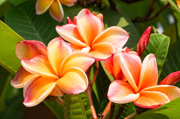 Cierre hermoso de flor de Plumeria