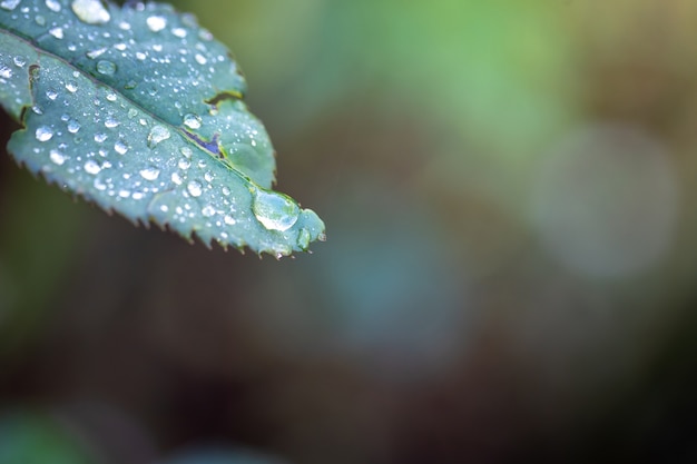 Cierre de hoja verde bajo la luz del sol en el jardín. Fondo natural con espacio de copia.