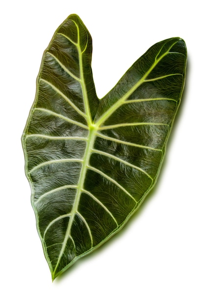Cierre de hoja verde tropical alocasia longiloba satun aislado sobre fondo blanco, trazado de recorte.