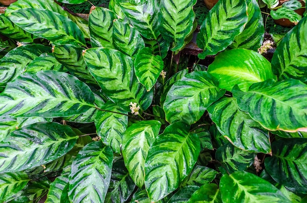 Cierre de hojas de caña muda o Dieffenbachia, Calathea- naturaleza de fondo.