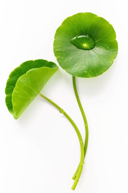 Cierre las hojas de centella asiatica con una gota de lluvia aislada en la vista superior de fondo blanco