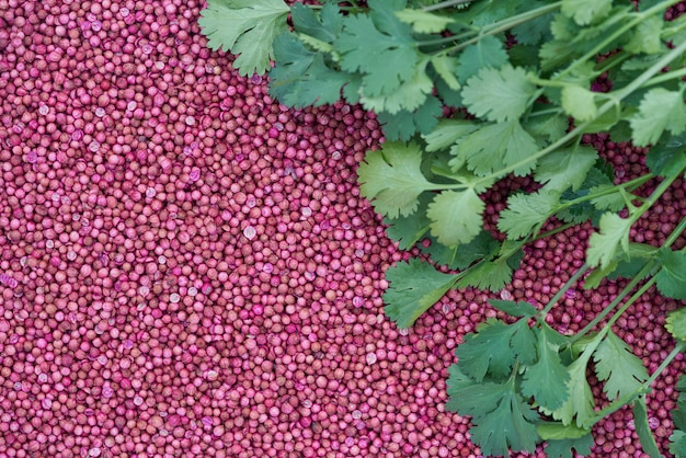 Cierre de hojas de cilantro en semillas de cilantro secas.