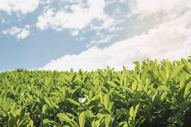 Cierre las hojas de té con la luz del sol de la mañana.