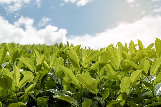 Cierre las hojas de té con la luz del sol de la mañana.