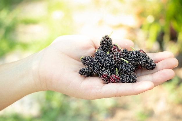 Cierre de mano de frutas frescas de morera con hojas verdes, fruta tailandesa.