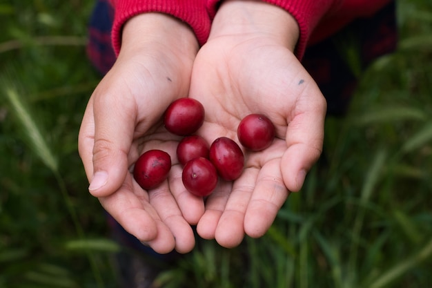 CIERRE LAS MANOS DEL NIÑO QUE TIENEN FRUTOS ROJOS EN EL FONDO DE HIERBA VERDE