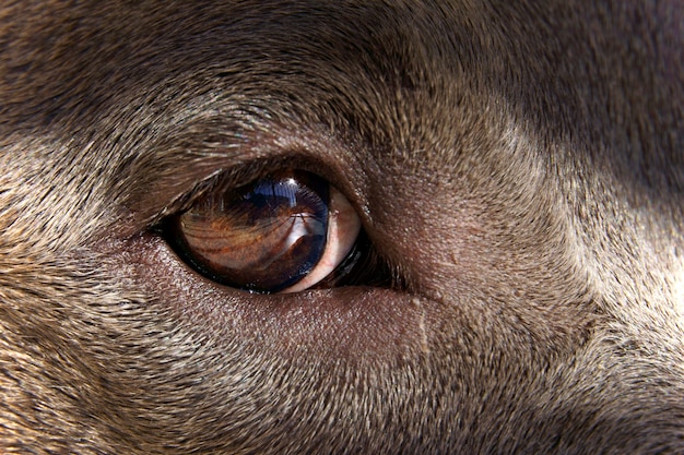 Cierre en el ojo del perro pitbull. Enfoque selectivo. Macro. Pitbull gris con ojos marrones y miel.