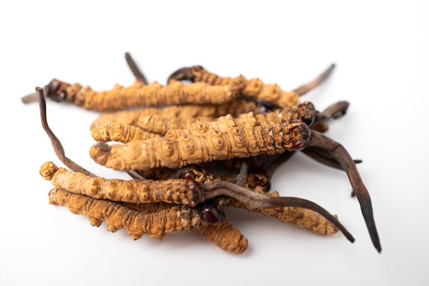 Cierre Ophiocordyceps sinensis o hongo cordycep esta es una hierba. Propiedades medicinales en el tratamiento de enfermedades.