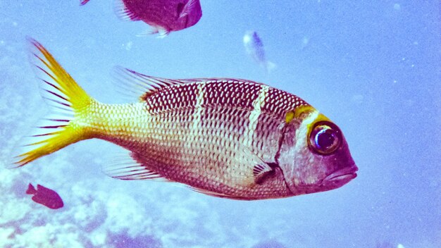 Foto cierre de pescado en maldivas.