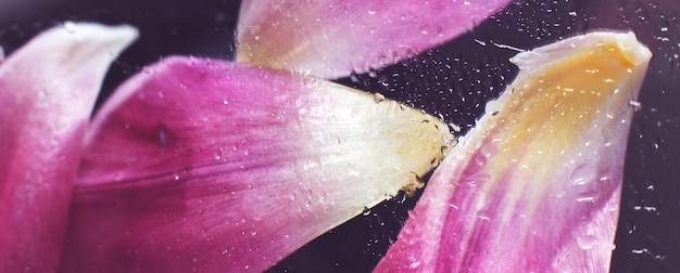 Cierre los pétalos de flores frescas de color rosa de los tulipanes con gotas de agua en la superficie del vidrio