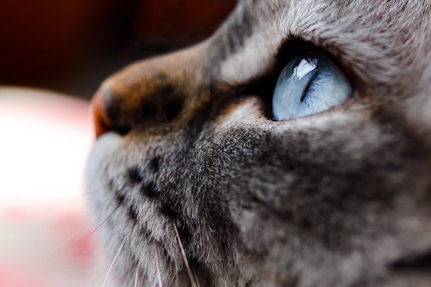 Cierre plano de un ojo de gato azul