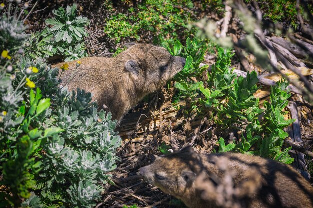 Cierre plano de una roca hyrax o dassie en la cima de Table Mountain, Ciudad del Cabo, Sudáfrica