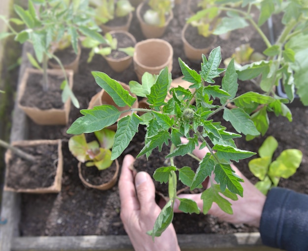 Cierre de plántula de tomate listo para ser plantado por un jardinero en el jardín