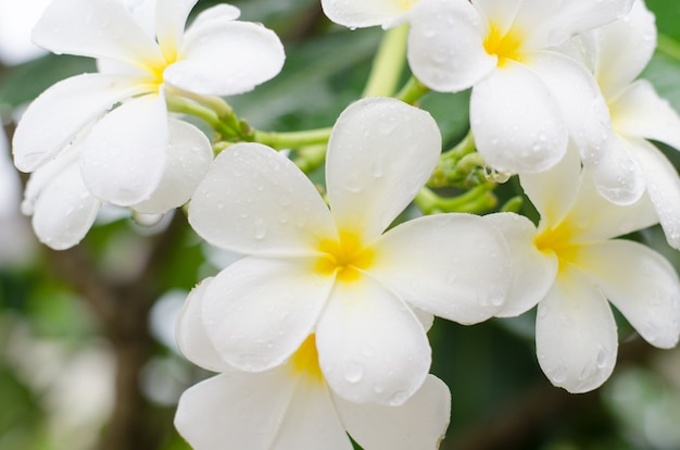 Cierre de plumeria blanca o flores frangipani con gota de agua en el parque.