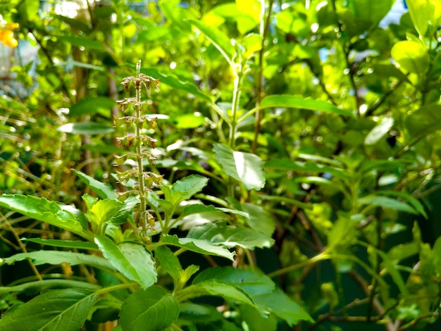 Cierre Thai Sweet Basil Flowers en su tallo, con fondo de hojas verdes