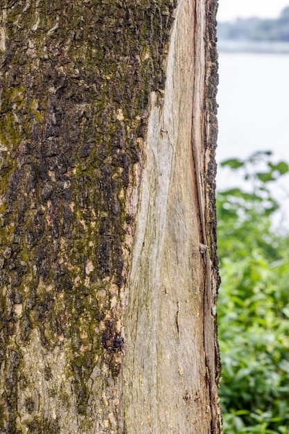 Cierre el tronco de un árbol resistente al lado del río urbano