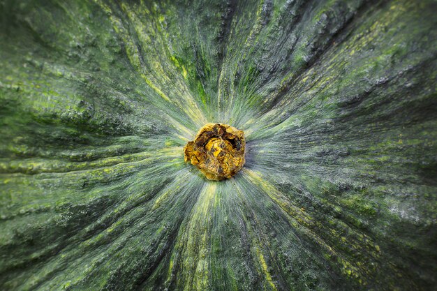 Cierre verde del extremo de la superficie de la calabaza encima de la imagen.