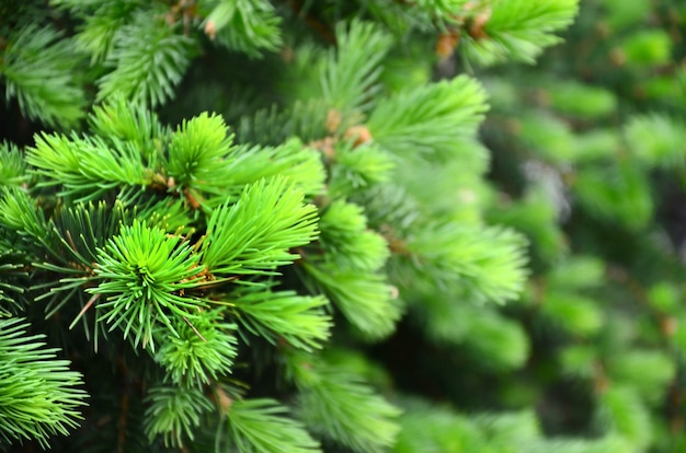 Cierre verde mullido del brunch del árbol de abeto para arriba. Concepto de fondo de pantalla de Navidad con espacio de copia