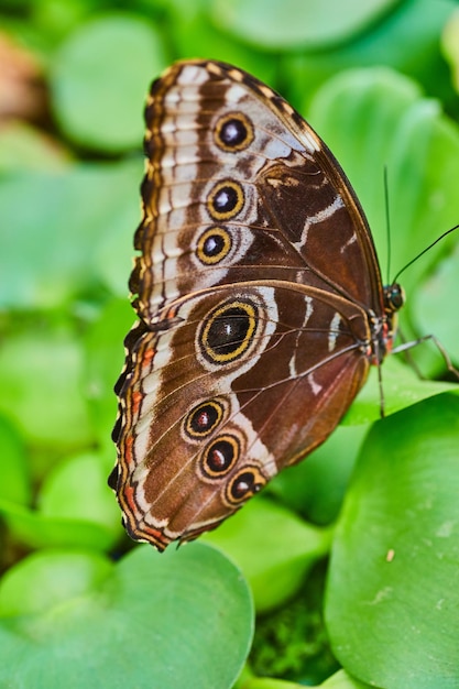 Cierre vertical de alas marrones cerradas en la mariposa Morpho azul mientras descansa sobre lechuga de agua