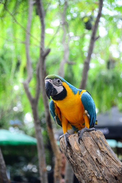 Foto cierre de vista de colorido amazon macaw bird