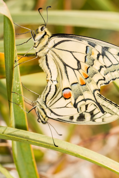 Cierre de la vista dos hermosos Swallowtail (Papilio machaon) mariposa insectos apareamiento.