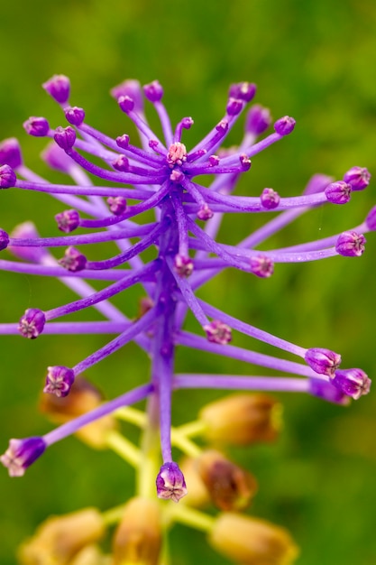 Cierre de la vista de la hermosa borla Jacinto de uva (Muscari comosum) flor.