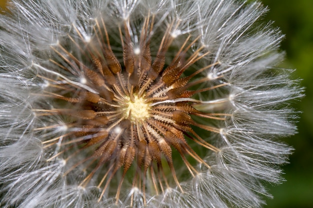 Foto cierre de la vista de la hermosa flor de diente de león (taraxacum officinale).