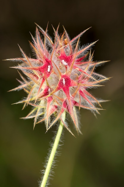 Cierre de la vista de la hermosa flor del Trébol estrellado (Trifolium stellatum).