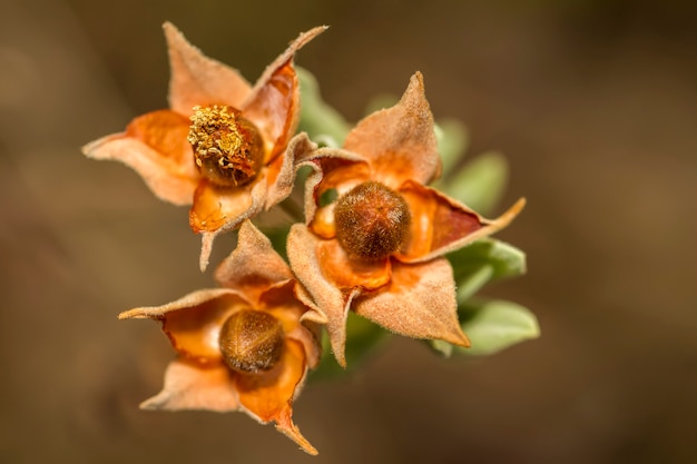 Cierre de la vista de las hermosas vainas Cistus salviifolius semillas.