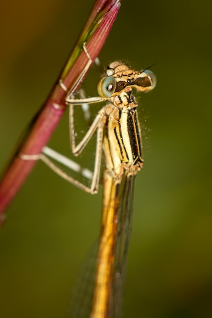 Foto cierre de la vista del insecto del damselfly del featherleg blanco hermoso (platycnemis latipes).