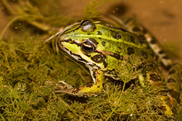 Cierre de la vista de la rana comestible (Pelophylax esculentus) en un charco.