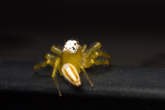 Ciérrese para arriba de araña de salto amarilla o de la araña de Telamonia en el tejado negro del coche