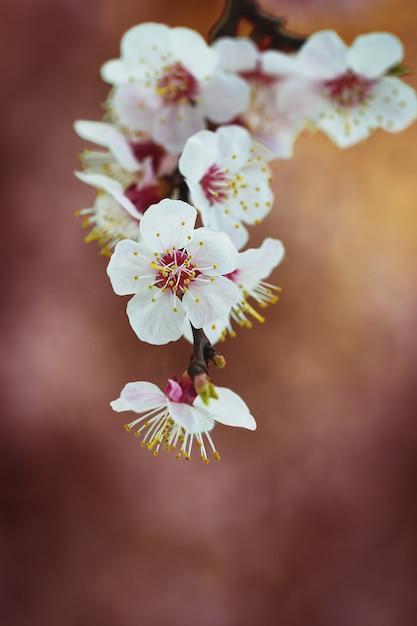Foto ciérrese para arriba de árboles florecientes del albaricoque frágil de la manzana de cereza.