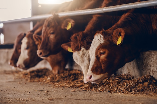 Ciérrese para arriba de becerros en la granja animal que come la comida. Concepto de industria cárnica.