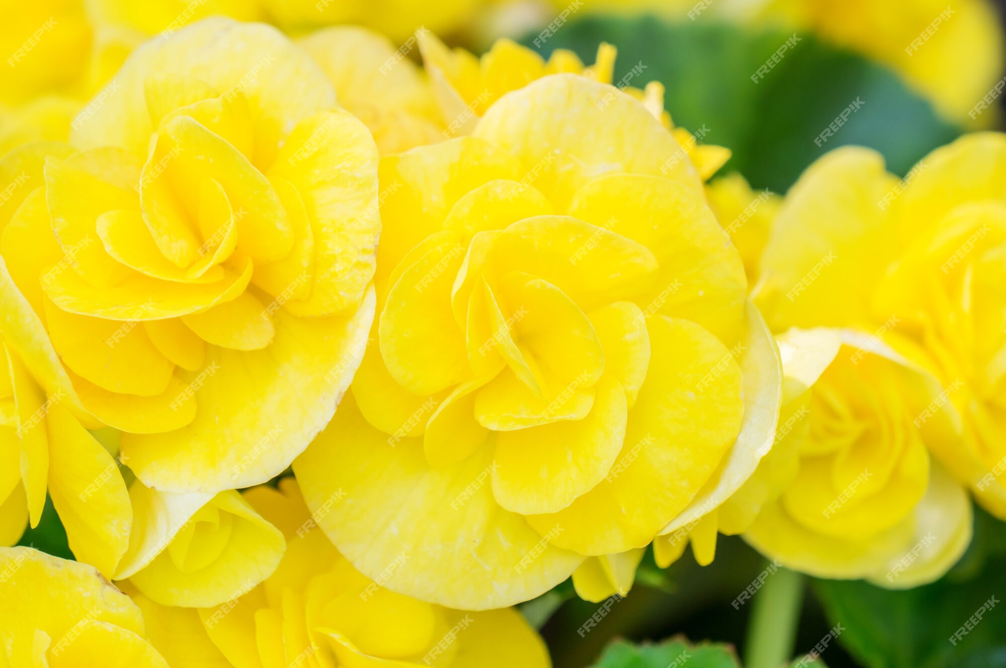 Ciérrese para arriba de begonias amarillas en el jardín. | Foto Premium