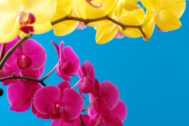 Foto ciérrese para arriba de un brote de la orquídea en fondo en colores pastel rosado. foto creativa