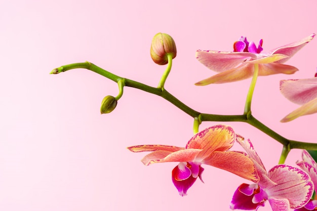 Ciérrese para arriba de un brote de la orquídea. Foto creativa