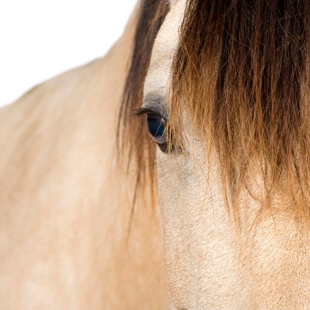 Ciérrese para arriba en un caballo en un blanco aislado.