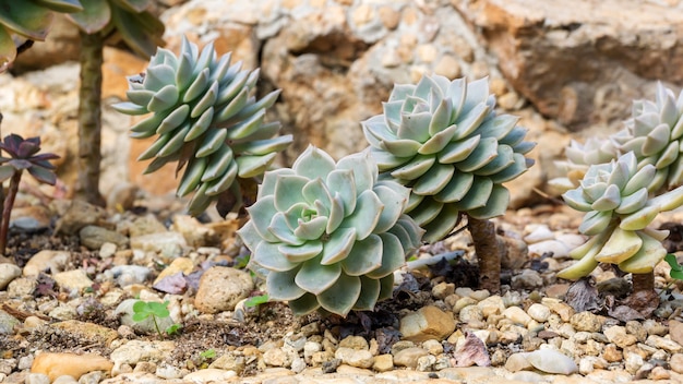 Ciérrese para arriba del cactus suculento en un jardín.