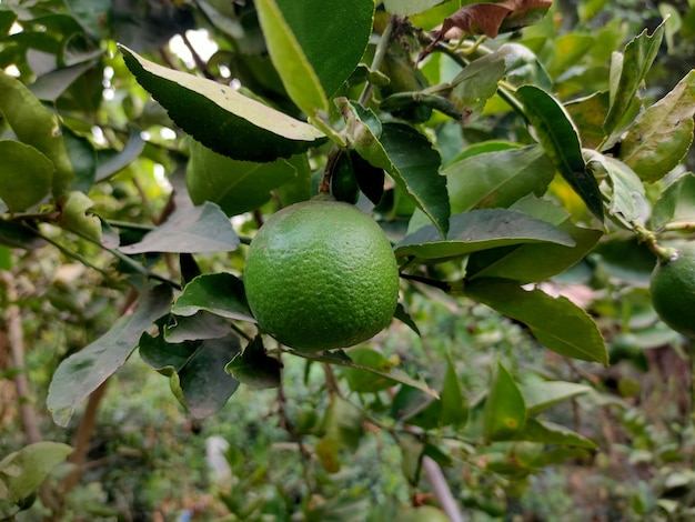 Ciérrese para arriba de la cal verde en el árbol