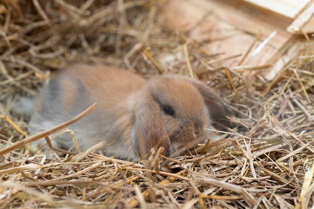 Ciérrese para arriba del conejo marrón lindo (Holland Lop - raza del conejo doméstico) en una paja.