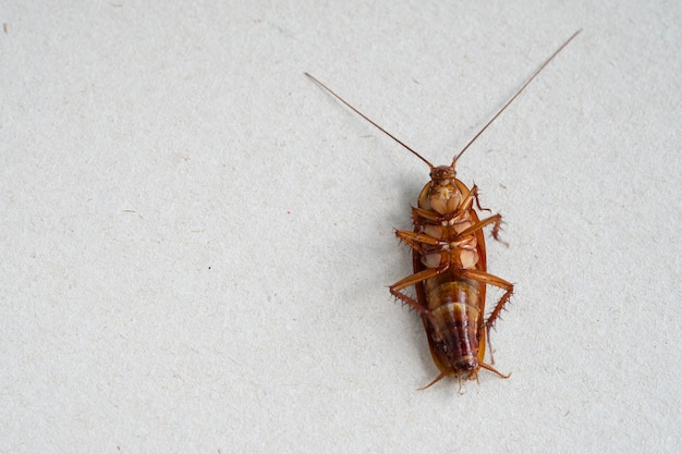 Ciérrese para arriba de cucaracha en el fondo blanco.