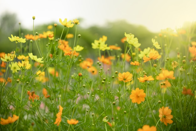 Ciérrese para arriba de la flor anaranjada y amarilla hermosa del cosmos con la hoja verde bajo luz del sol.