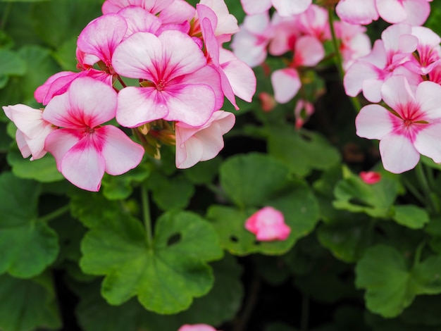 Ciérrese para arriba de la flor blanca y azul claro de la hortensia.