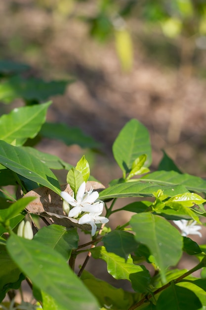 Ciérrese para arriba de la flor del cafeto con la flor del color blanco.