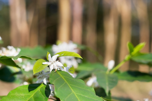 Ciérrese para arriba de la flor del cafeto con la flor del color blanco.