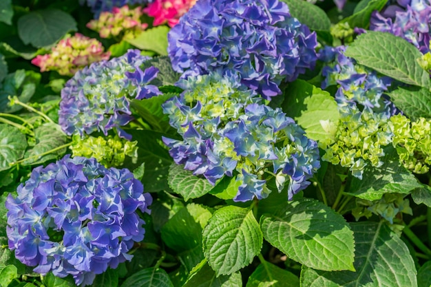 Ciérrese para arriba de la flor floreciente azul de la hortensia.