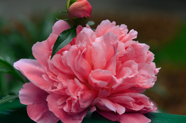 Ciérrese para arriba de la flor hermosa de la peonía de &#39;Coral Charm&#39; que florece en el jardín.